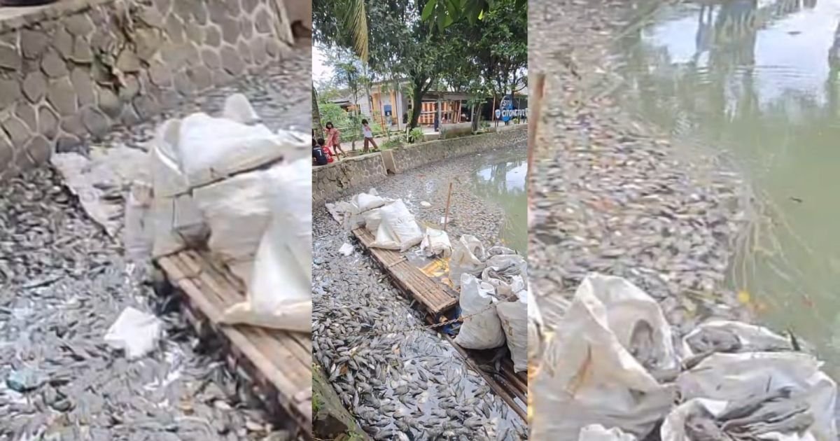 Situ Citongtut Cicadas Dipenuhi Bangkai Ikan, Ratusan Karung Diangkut Warga