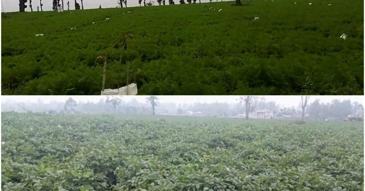 Alih Fungsi Kebun Teh di Pangalengan Belum Sepenuhnya Berhenti