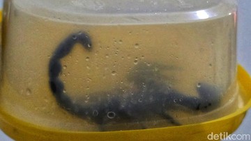 Teror Kalajengking Raksasa di Sukabumi Berakhir, Dievakuasi Saat Sahur