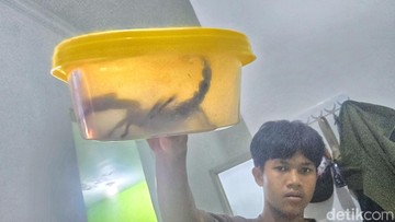 Geger! Kalajengking Raksasa Masuk Rumah Warga Sukabumi Saat Waktu Sahur