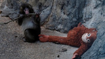 Punch, Bayi Monyet yang Viral Gegara Boneka Orangutan. (Foto: REUTERS/Kim Kyung-Hoon)