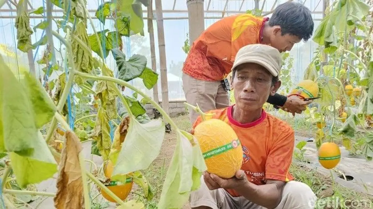 Petani melon di Lumajang/Foto: Nur Hadi Wicaksono/detikJatim