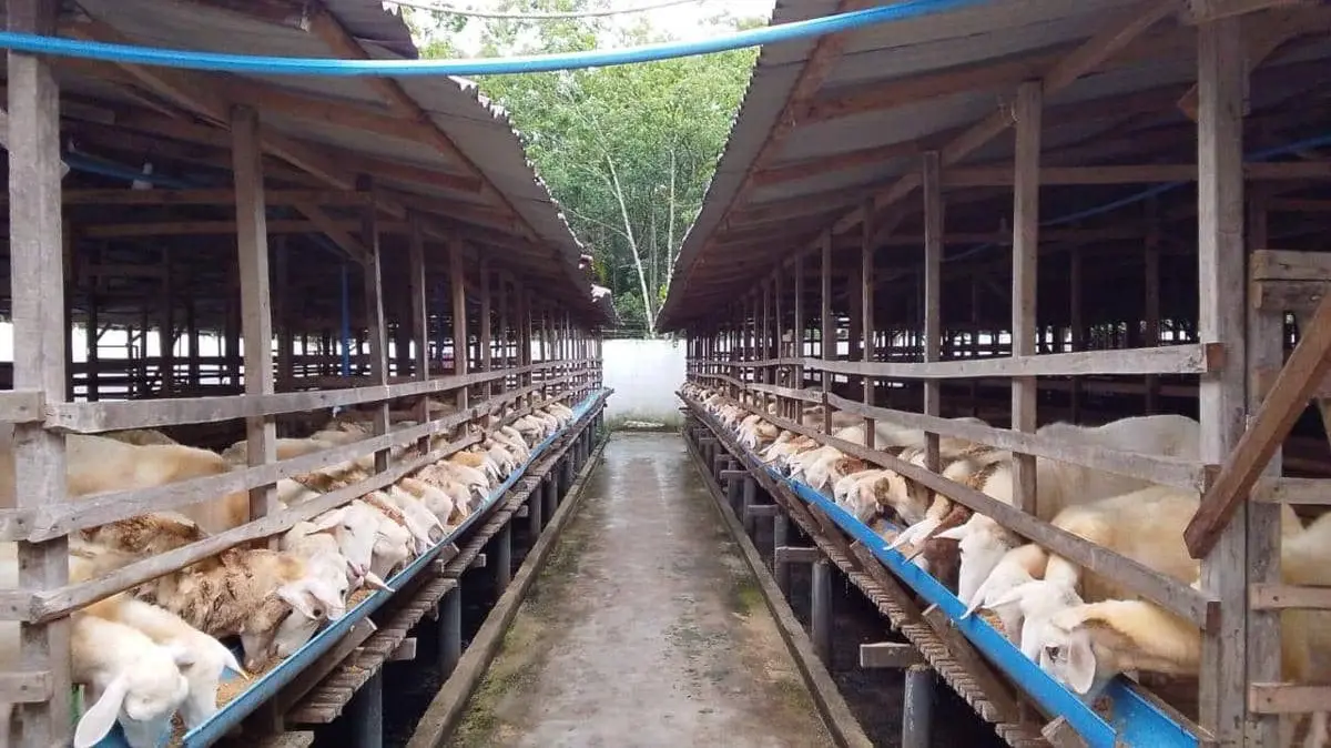 PT Aliyah Rizq Agriculture dan KMBD Akan Bagikan Hewan Kurban di Sumut (Dok. Aliyah Rizq)