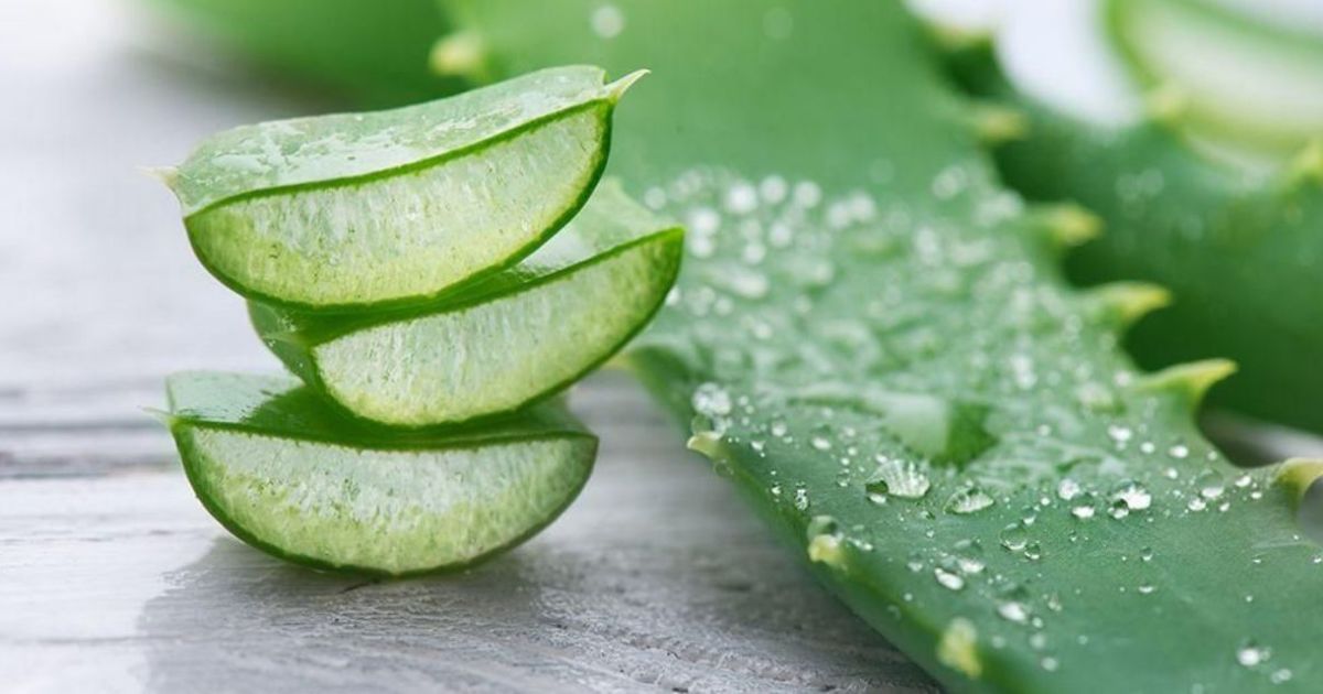 Lebih dari Sekadar Gel Kosmetik: Menguak Spektrum Manfaat Kesehatan Lidah Buaya dan Potensi Risikonya