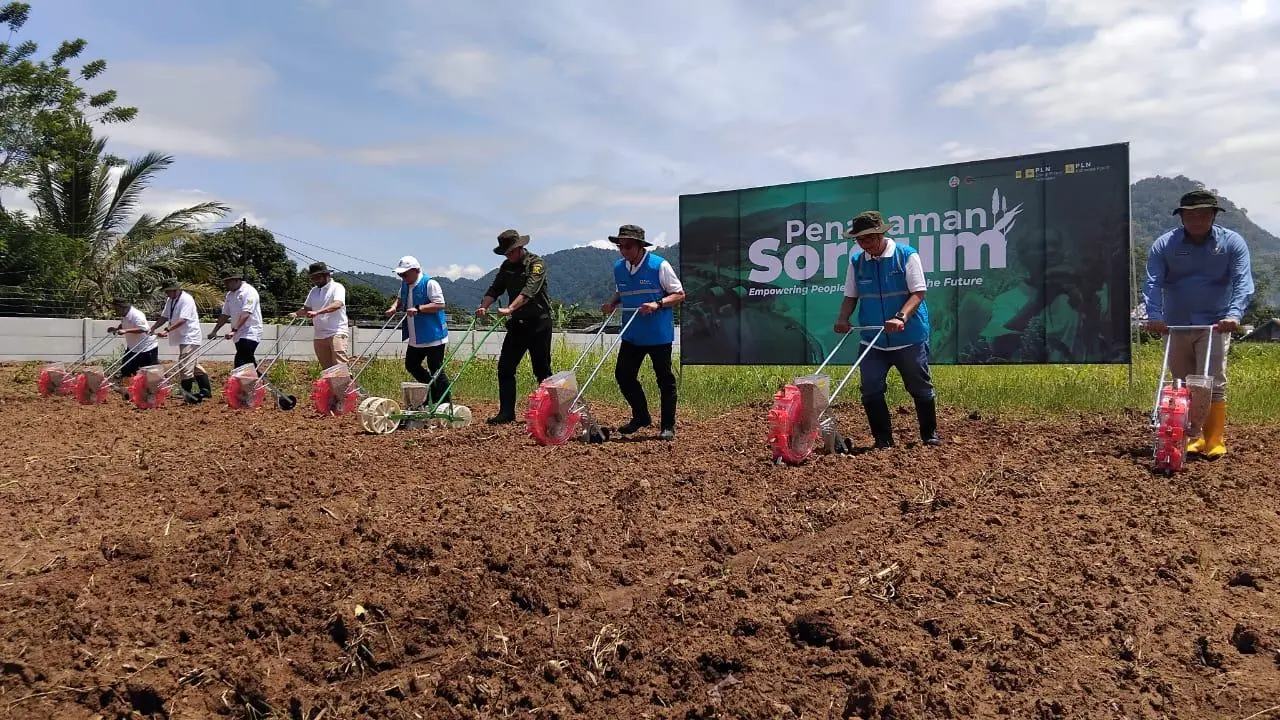 Batang Sorgum Resmi Didorong Jadi Bahan Bakar PLTU Jabar 2 Palabuhanratu