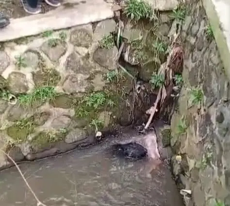 Warga Cisaat Geger, Mayat Perempuan Ditemukan Mengapung di Selokan