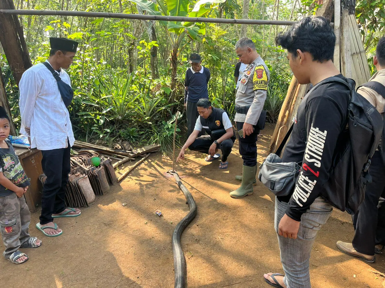 Duel Lawan Ular Kobra di Dalam Rumah, Kakek 73 Tahun Meregang Nyawa